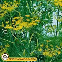بذر رازیانه دودی هلندی (Foeniculum vulgare Smokey) مولر