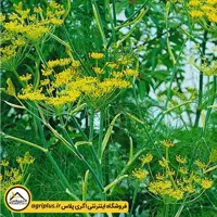 بذر رازیانه دودی هلندی (Foeniculum vulgare Smokey) مولر
