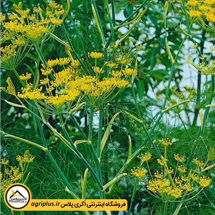 بذر رازیانه دودی هلندی (Foeniculum vulgare Smokey) مولر