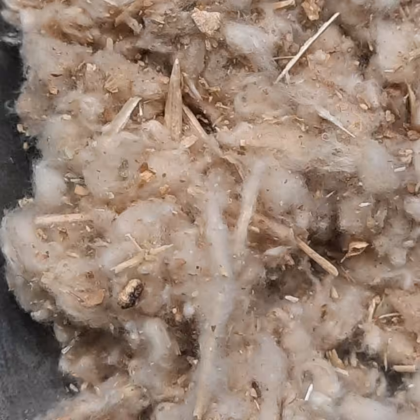 مریم نخودی یا کلپوره 100 گرمی عطاری دستانی 