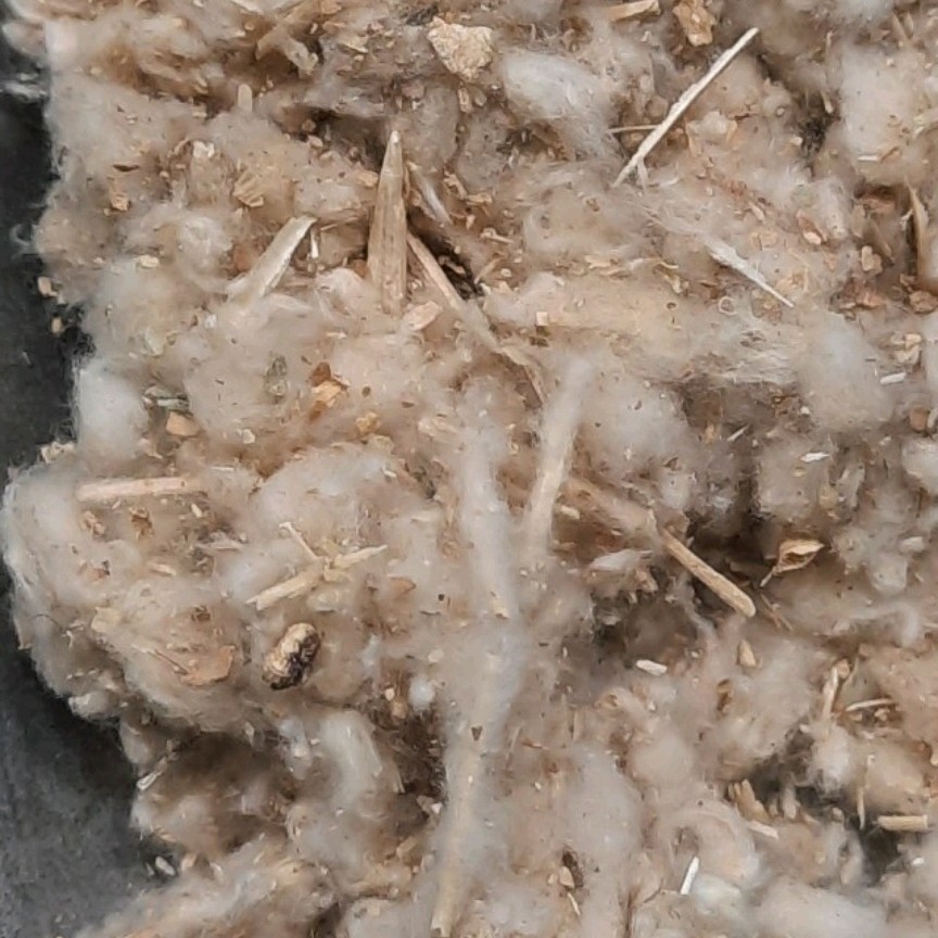 مریم نخودی یا کلپوره 100 گرمی عطاری دستانی 