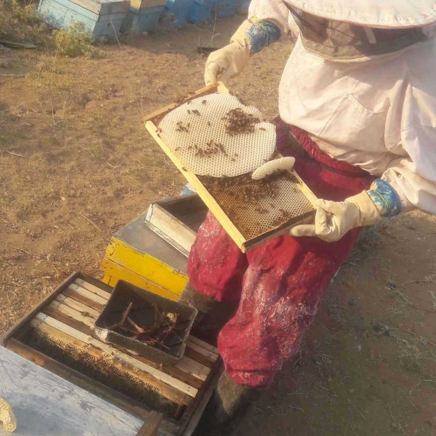 عسل طبیعی