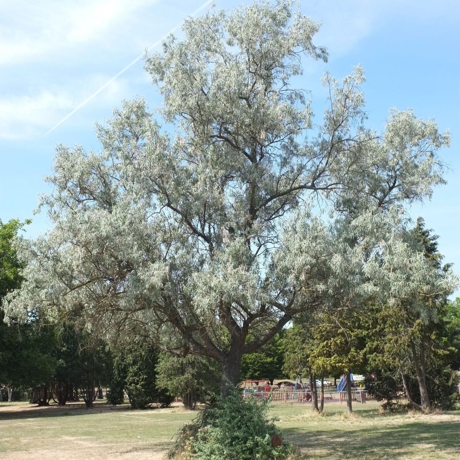 کود تقویتی مخصوص درخت سنجد ظرافت