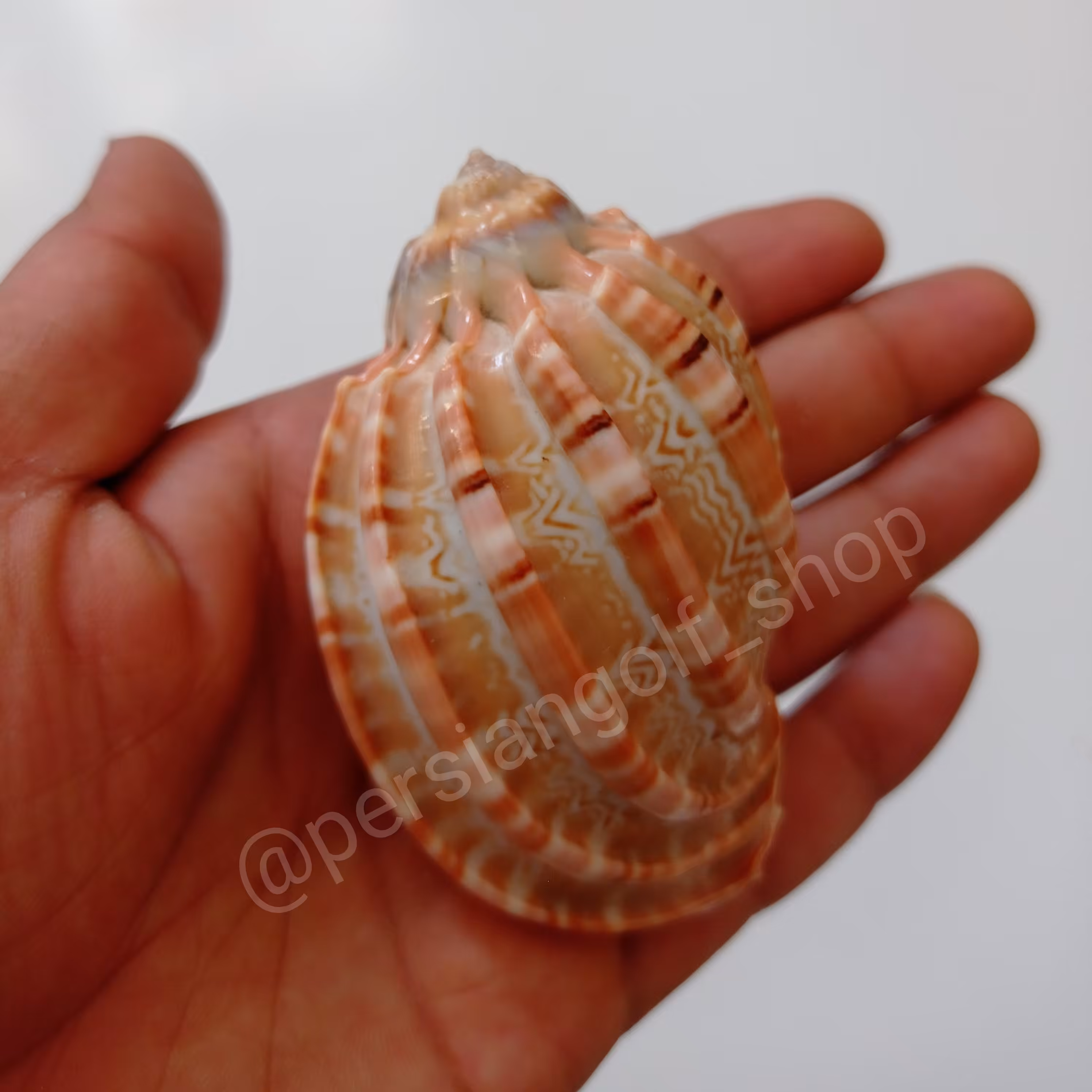 صدف دریایی کلکسیونی یا صدف کرکره ای 8 سانتی با طرح و رنگ طبیعی