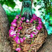 گلاب20لیتری طبیعی بسیارسنگین 30کیلوگل واقعی به شرط آزمایش و ضمانت مرجوعی 7روزه 