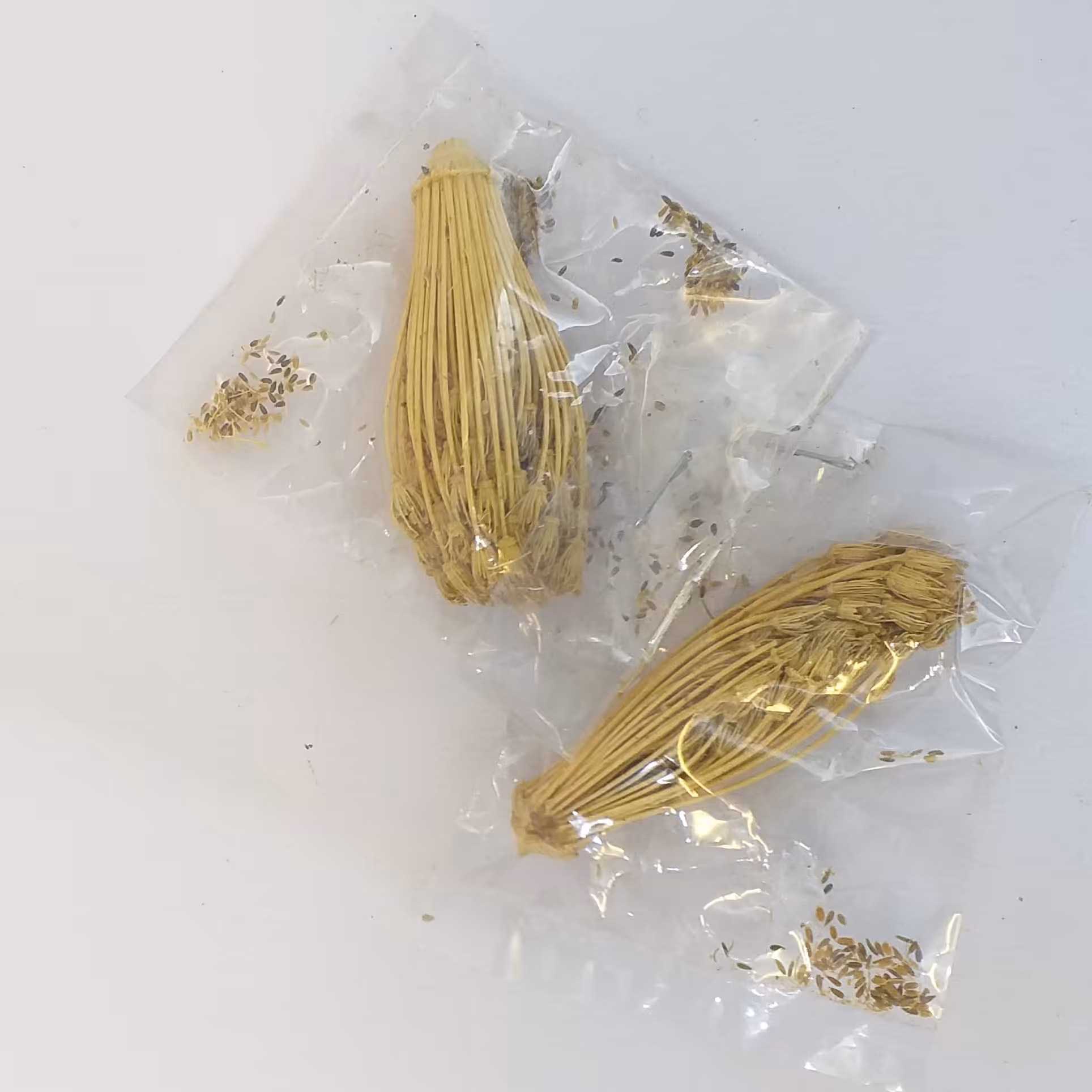 خلال دندان خانه احسان کاشمر