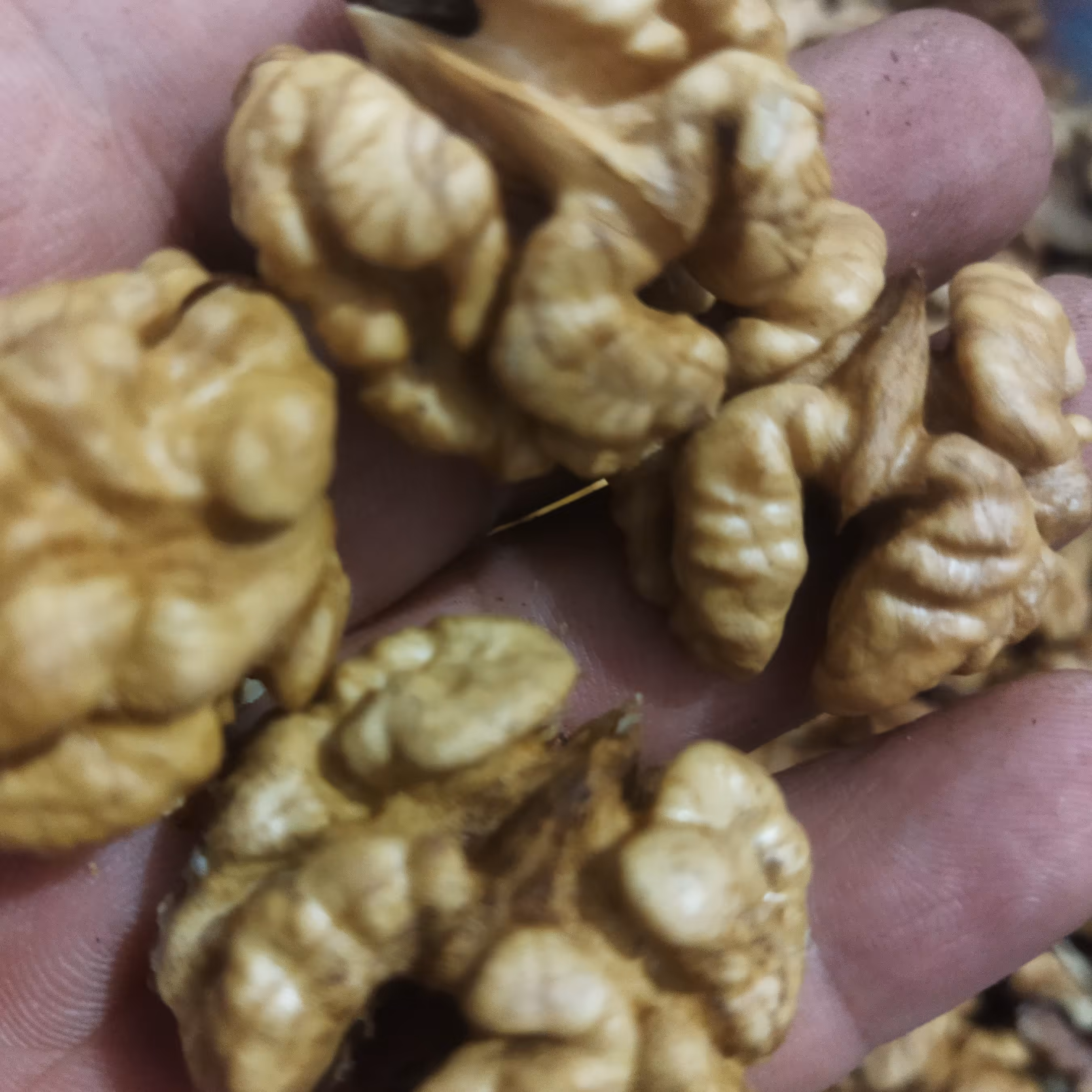 مغز  گردو درجه یک ، 1 کیلو گرم خوش طعم و سفید و دوپر