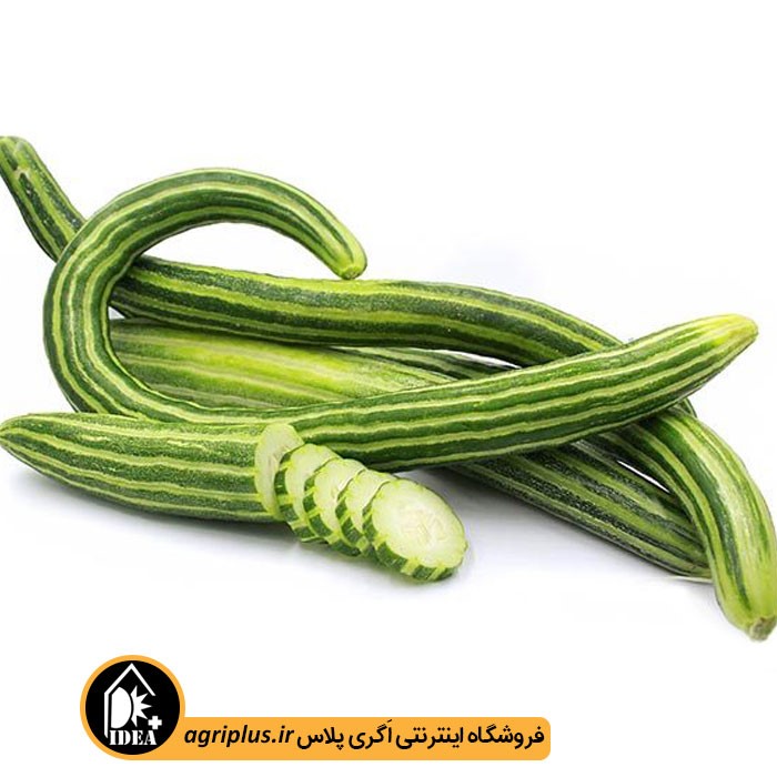 بذر خیار چنبر بسته بندی خانگی