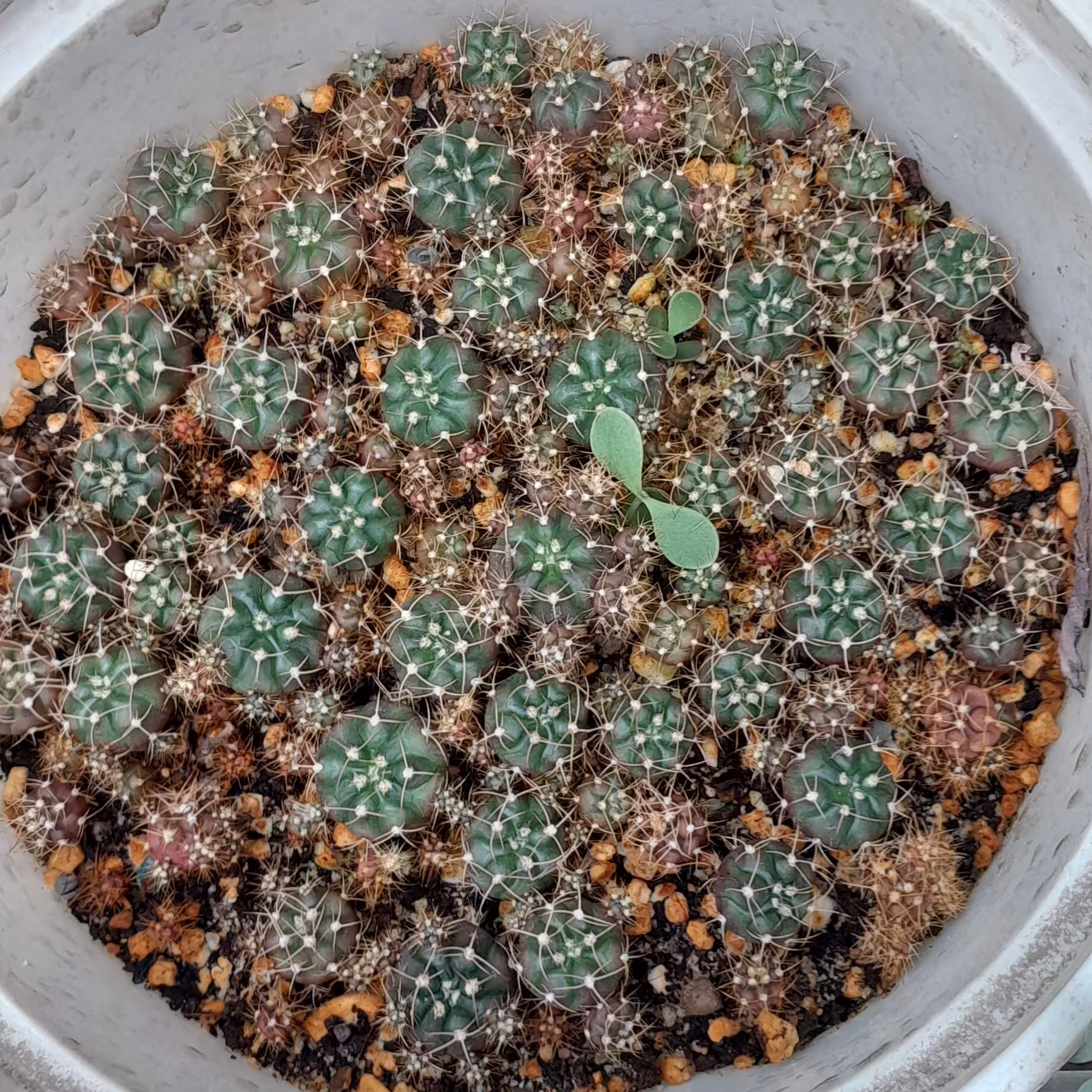 خزانه کاکتوس  ژمینو بچه زا بسیار زیبا 