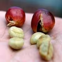 دان قهوه پی بی PB(Peaberry) مدیوم رست 500گرم