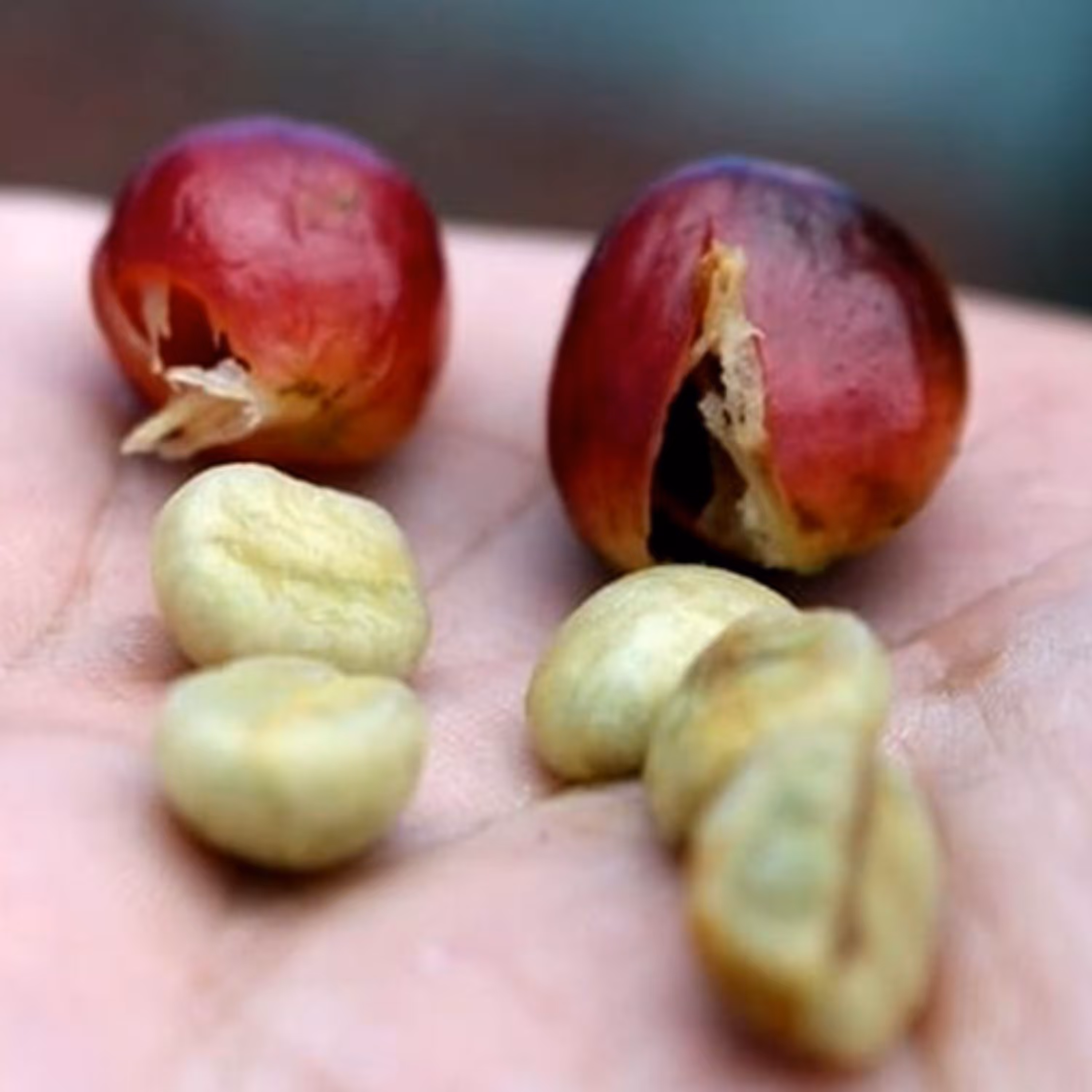 دان قهوه پی بی PB(Peaberry) مدیوم رست 500گرم