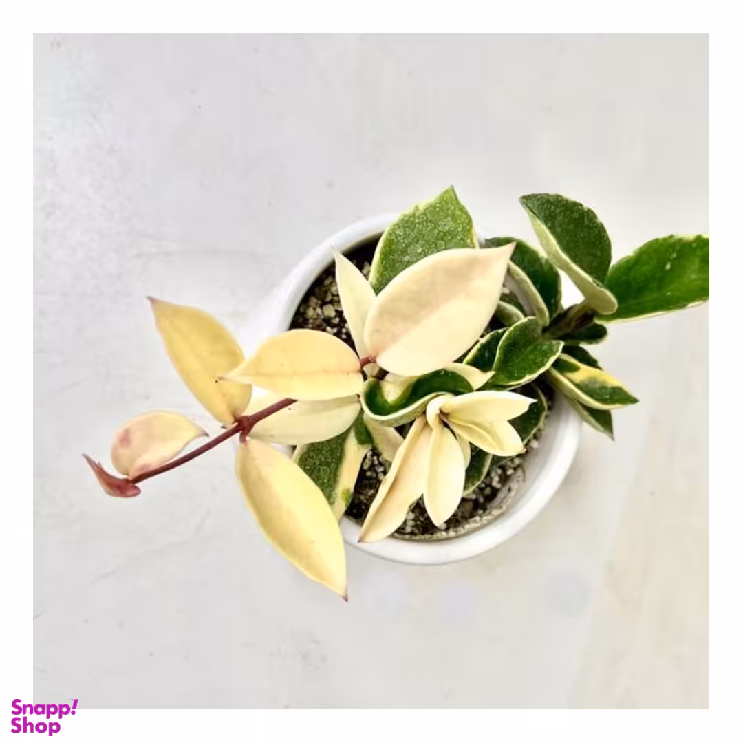 گیاه طبیعی هویا کوئین به همراه گلدان