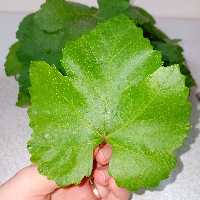 برگ مو  (500گرم)