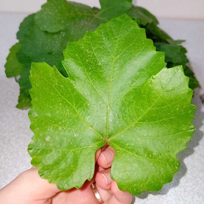 برگ مو  (500گرم)