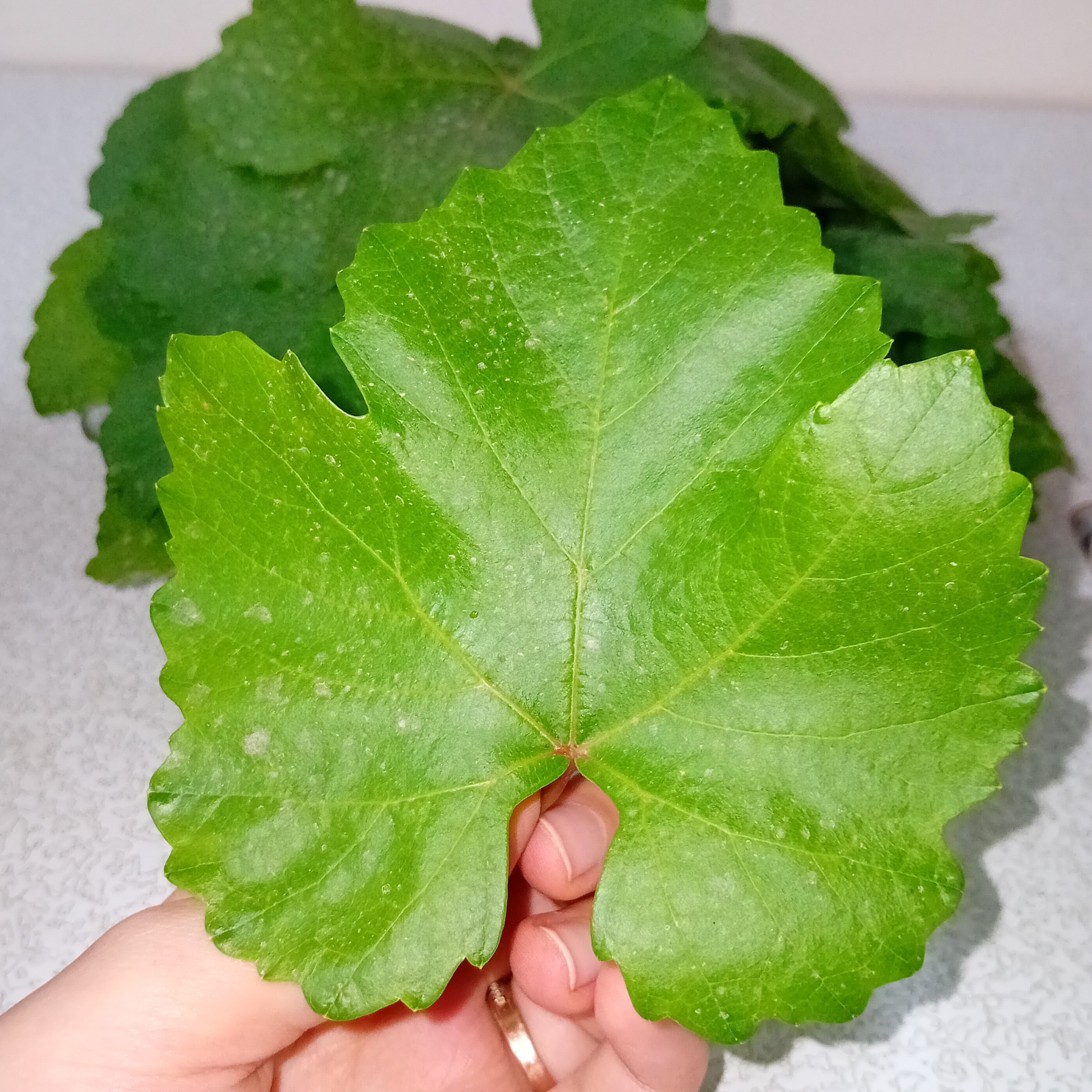 برگ مو  (500گرم)