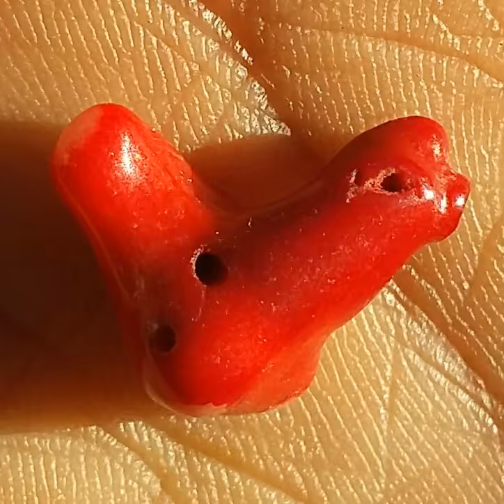 سنگ مرجان سرخ سوراخ دار مناسب آویز شااهکار خلقت دیدنیییی