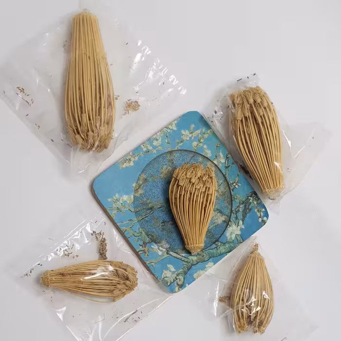 گیاه خلال دندان بسته 5 عددی