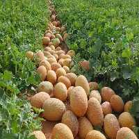 خربزه پربار کارون