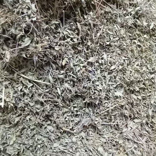 اذربه کاکوتی محصول کوهایاوج ابگرم