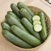 بذر خیار پیرو بسته 30 عددی