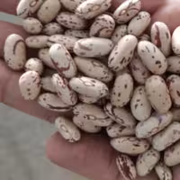 لوبیا چیتی محلی همدان  زود پز درجه یک