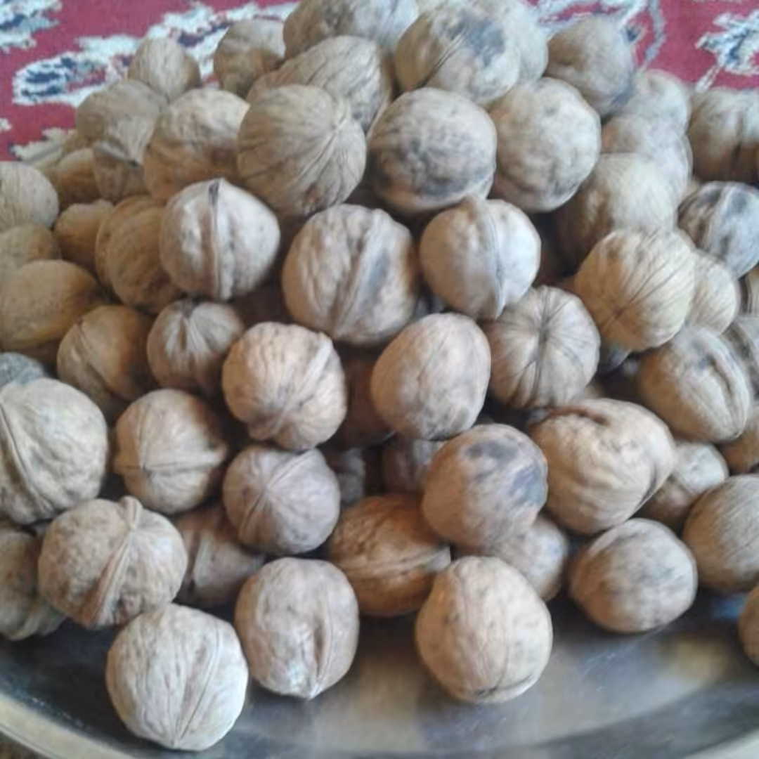 گردو تازه خوش طعم امساله درشت 