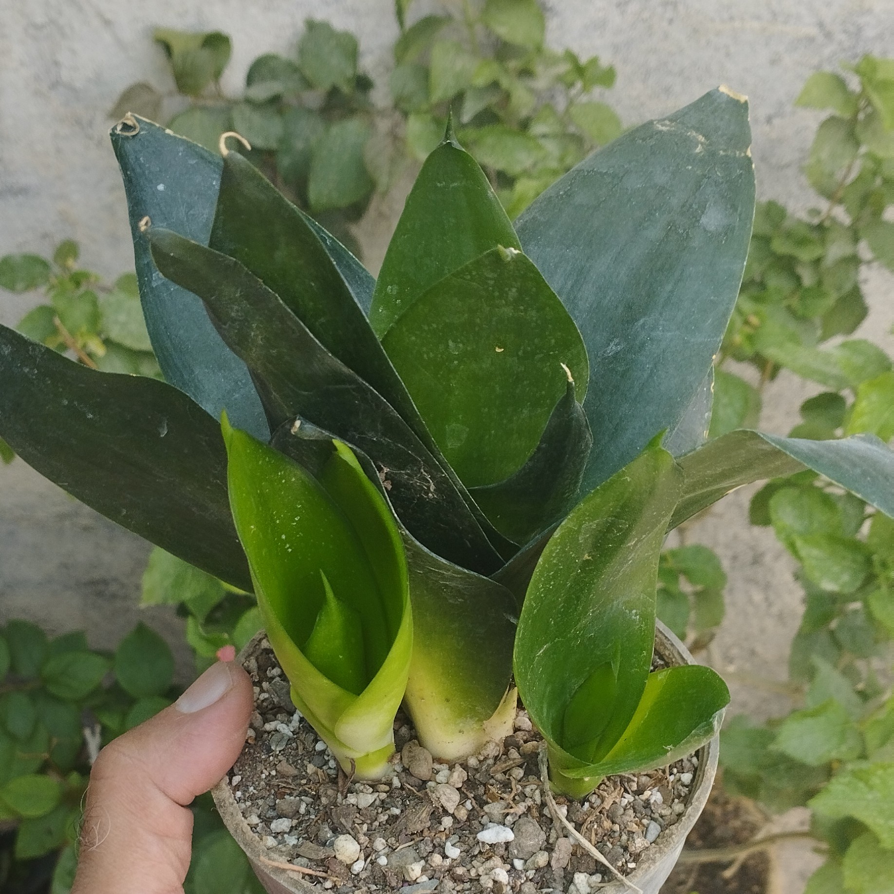 سانسوریا بلک یا ستاره