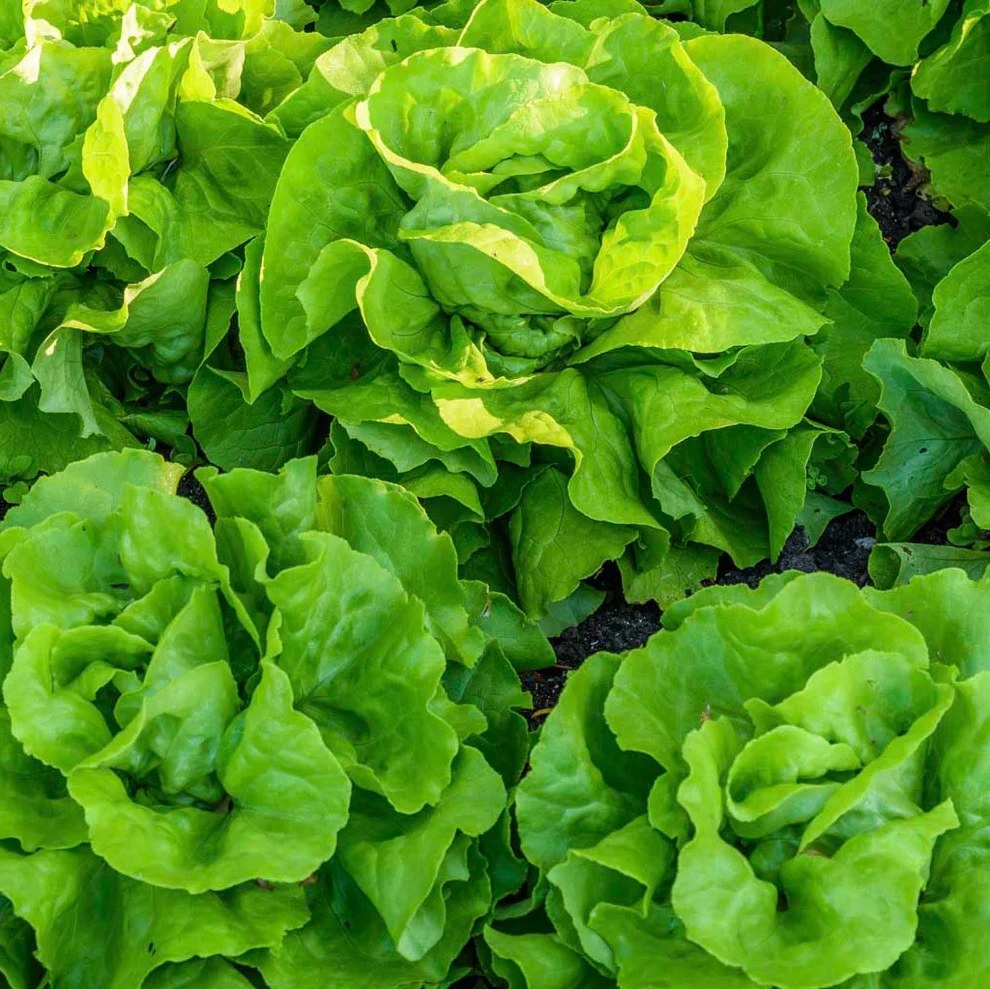 کود تقویتی مخصوص کاهو ظرافت وزن 50 گرم