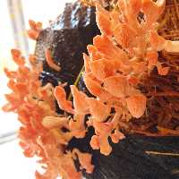 بسته اموزشی قارچ صدفی