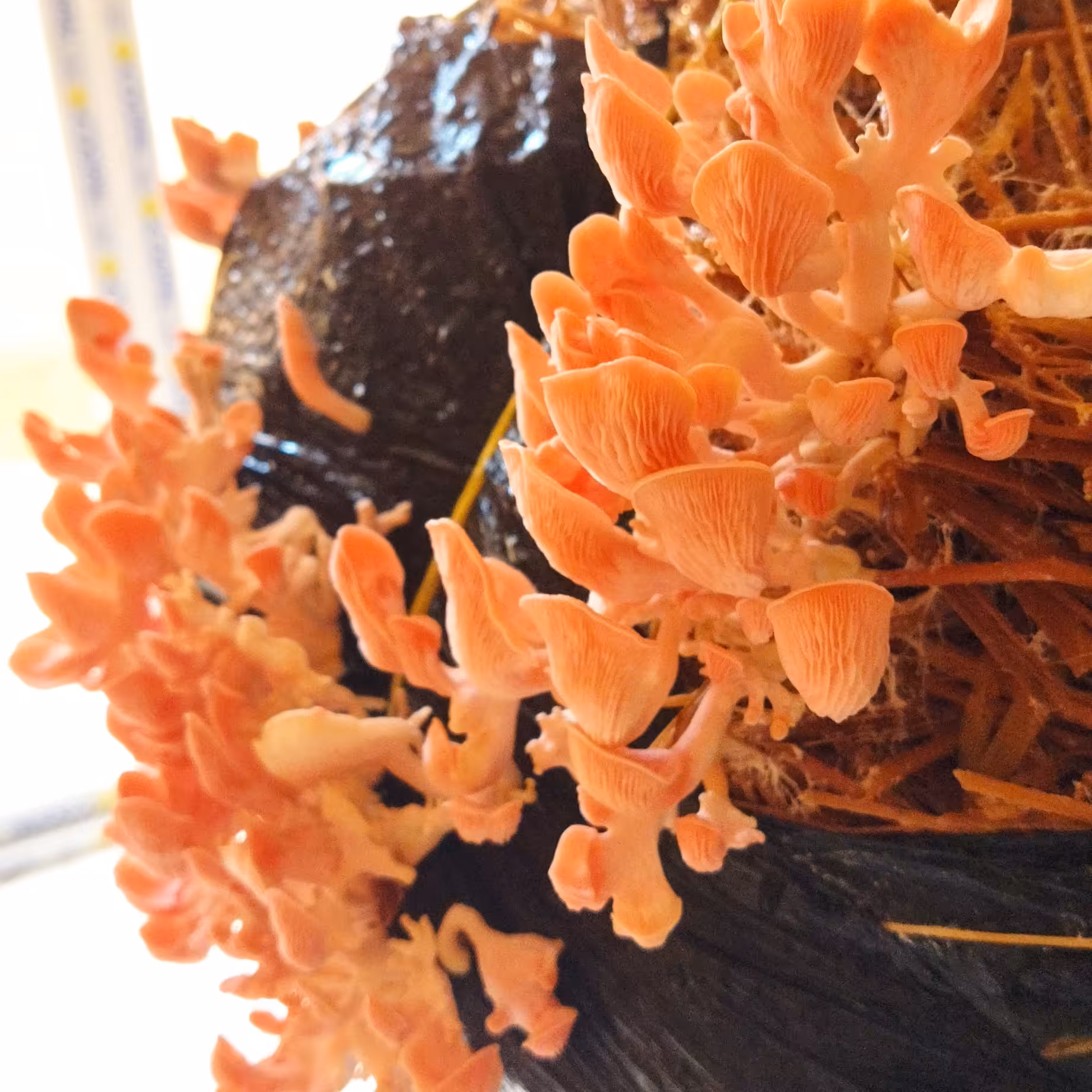 بسته اموزشی قارچ صدفی