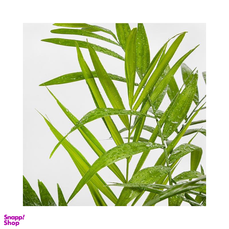 گلدان طبیعی نخل شامادورا