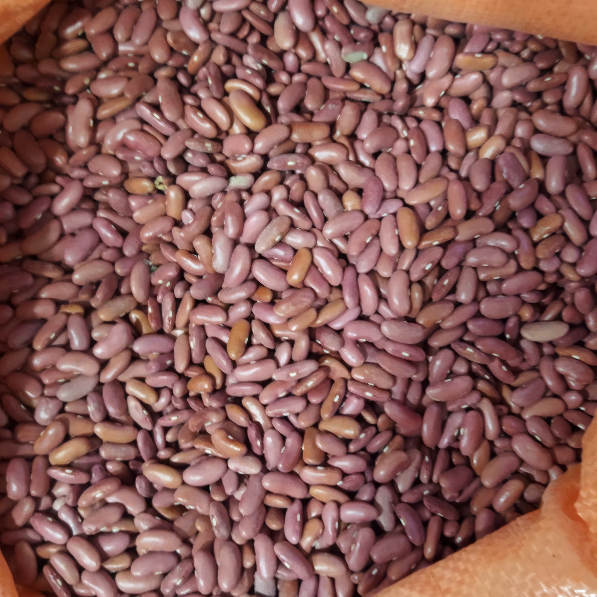 لوبیا قلمی اعلا