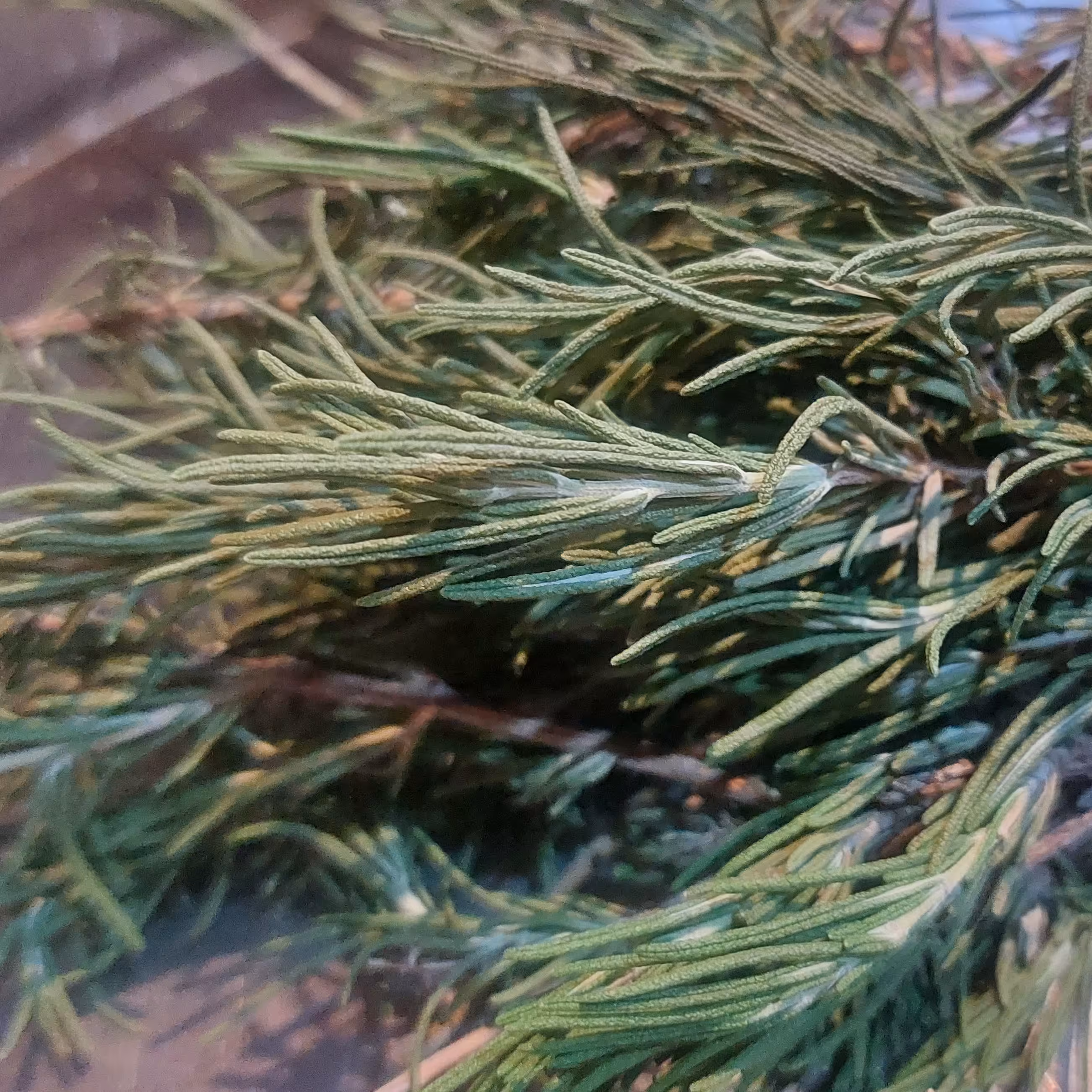 رزماری 100 گرم خشک شده همراه با شاخه