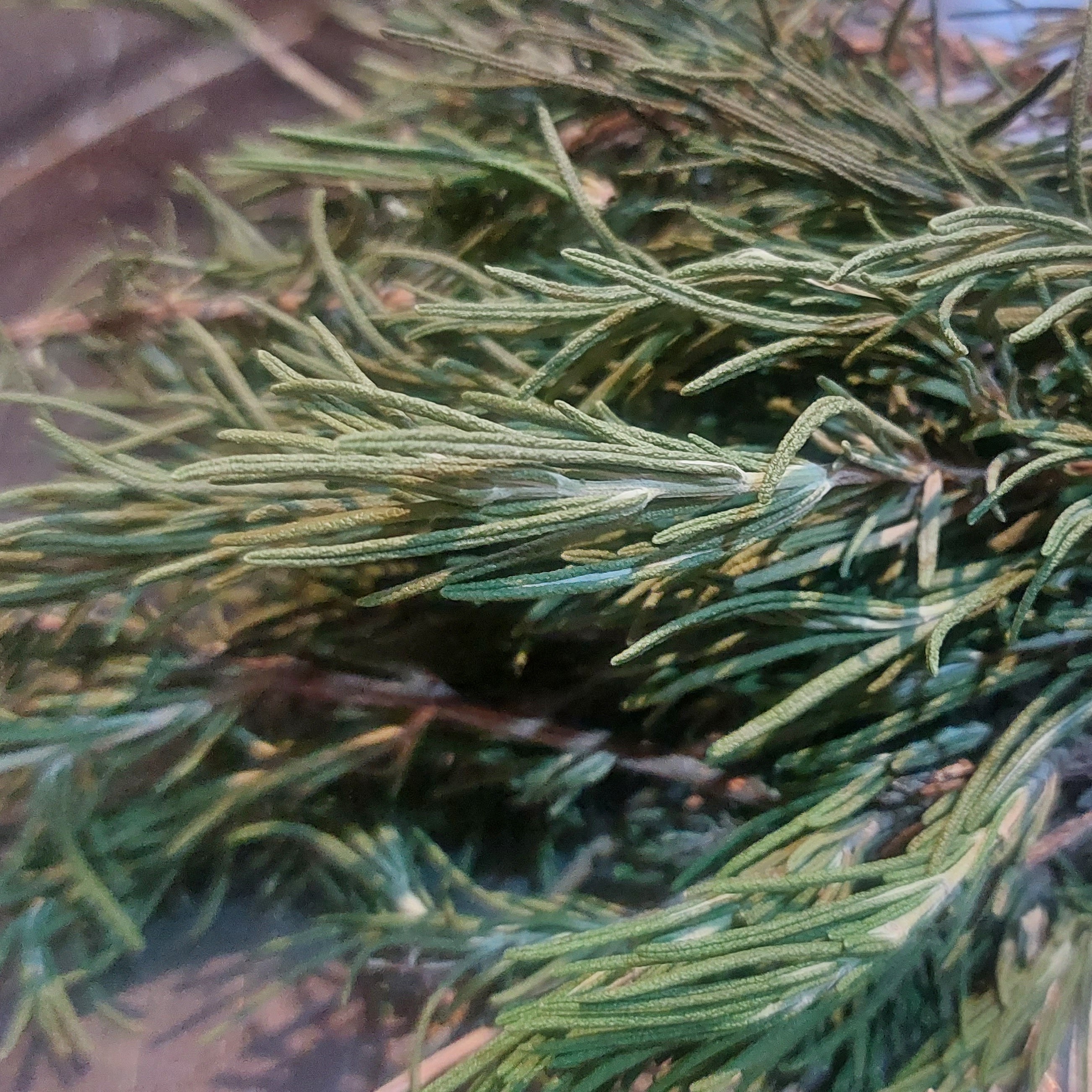 رزماری 100 گرم خشک شده همراه با شاخه