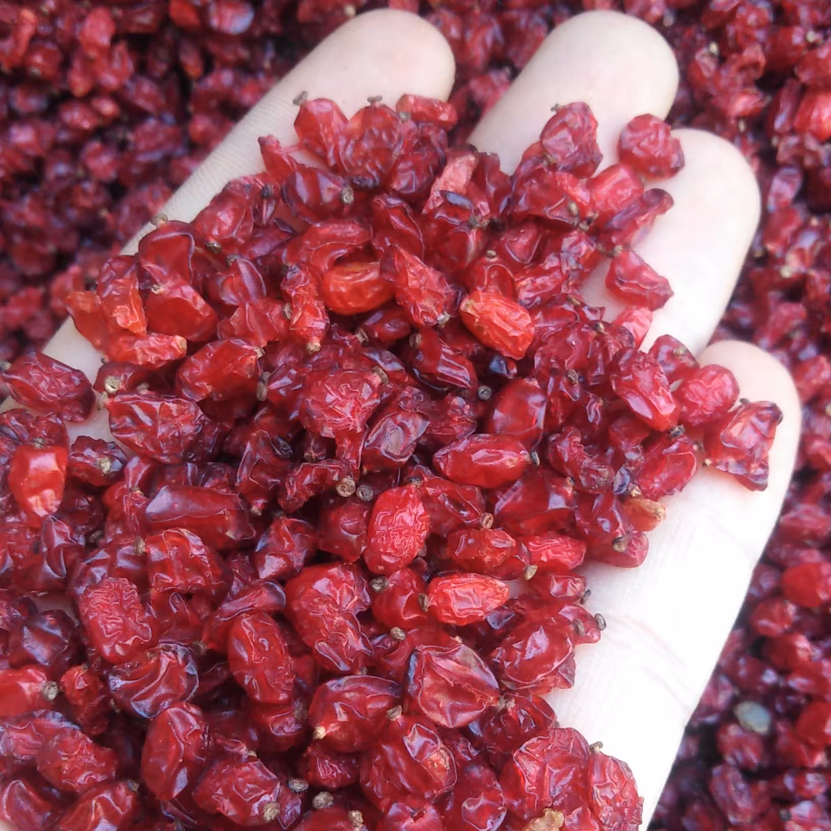 زرشک پفکی درجه یک قاینات 500 گرم