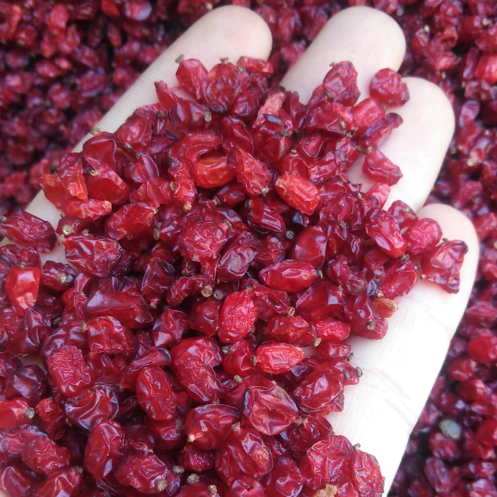 زرشک پفکی درجه یک قاینات 500 گرم