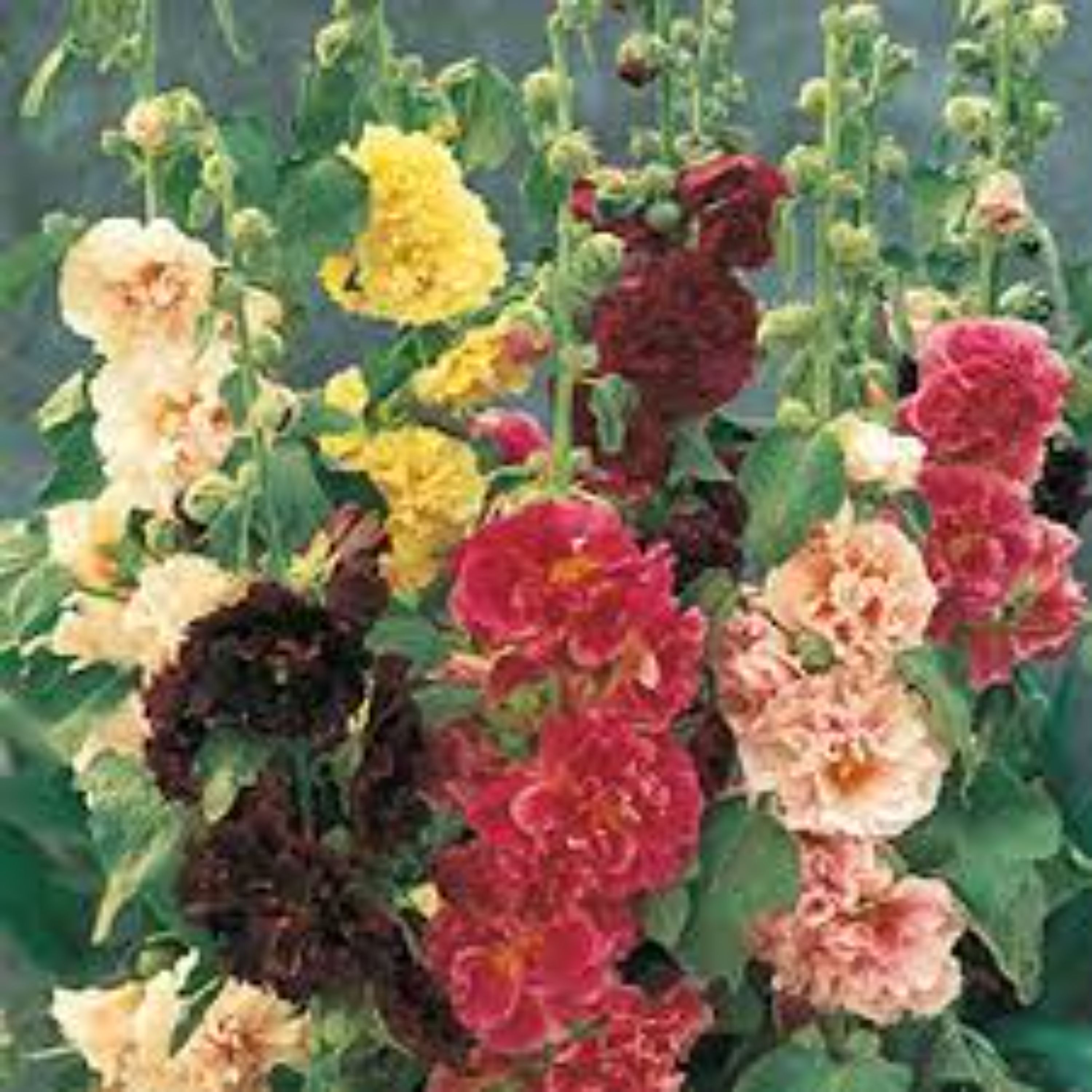 بذر گل ختمی چارتر10عددی