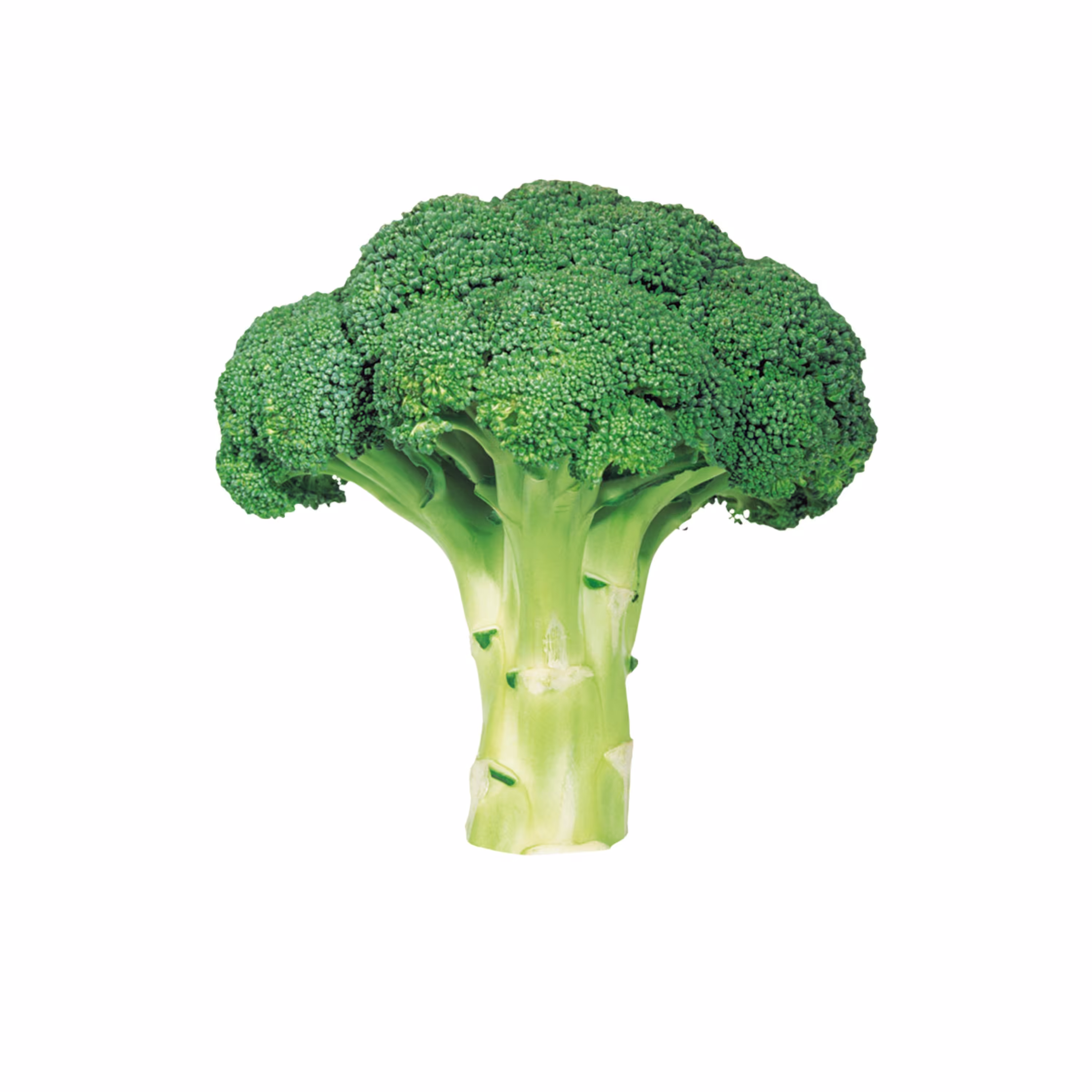 کلم بروکلی 500 گرمی