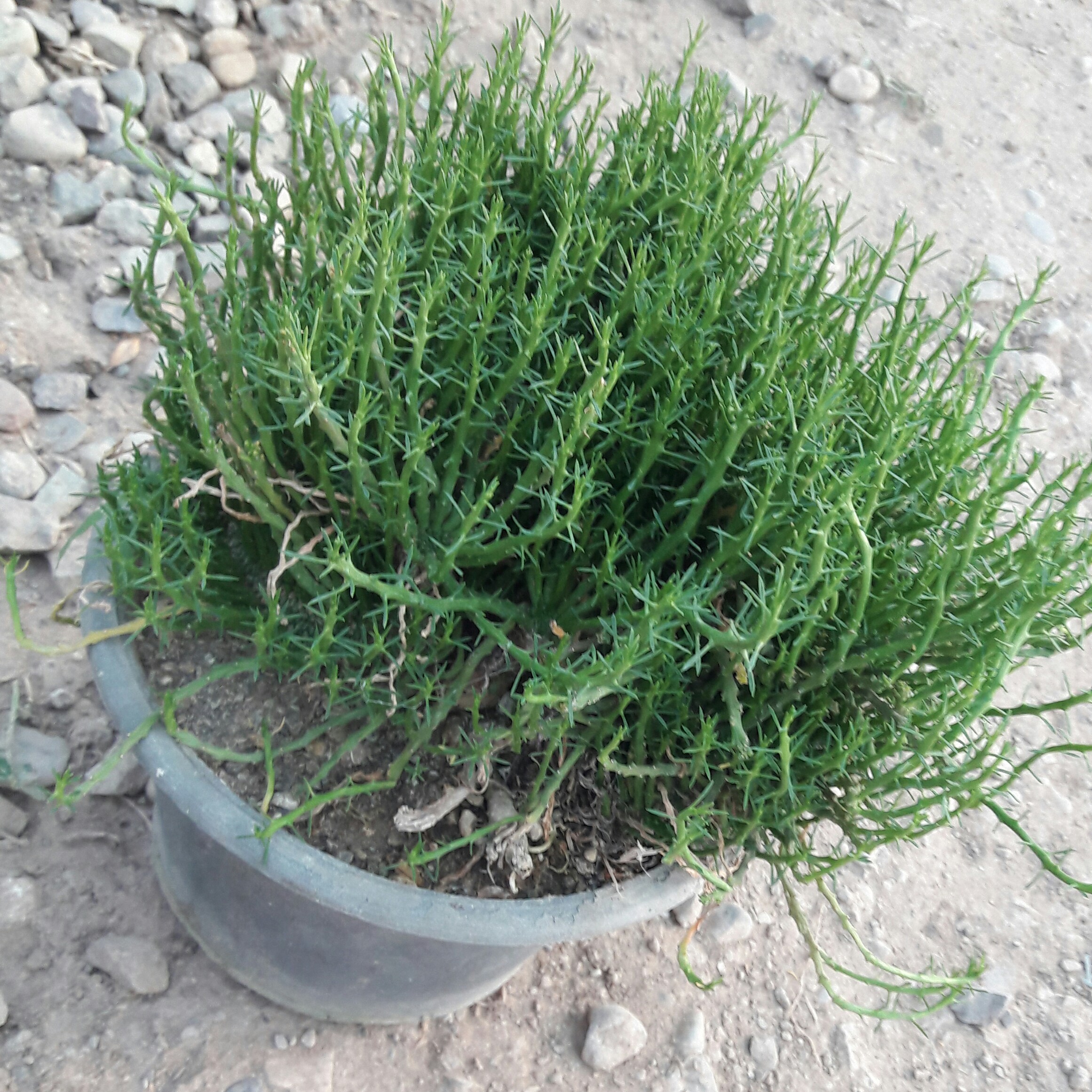 افربیا دفر مه