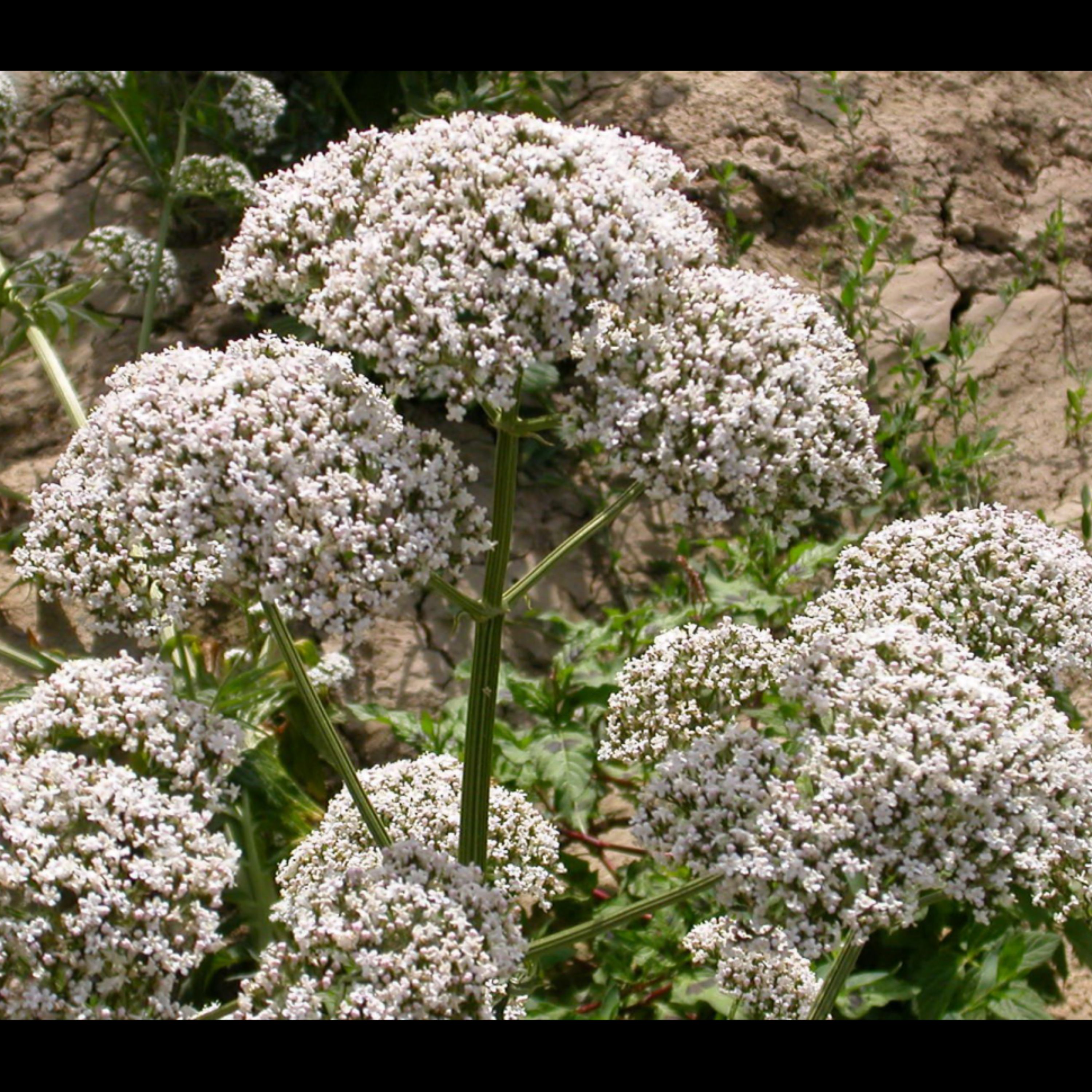 عرق سنبل الطیب