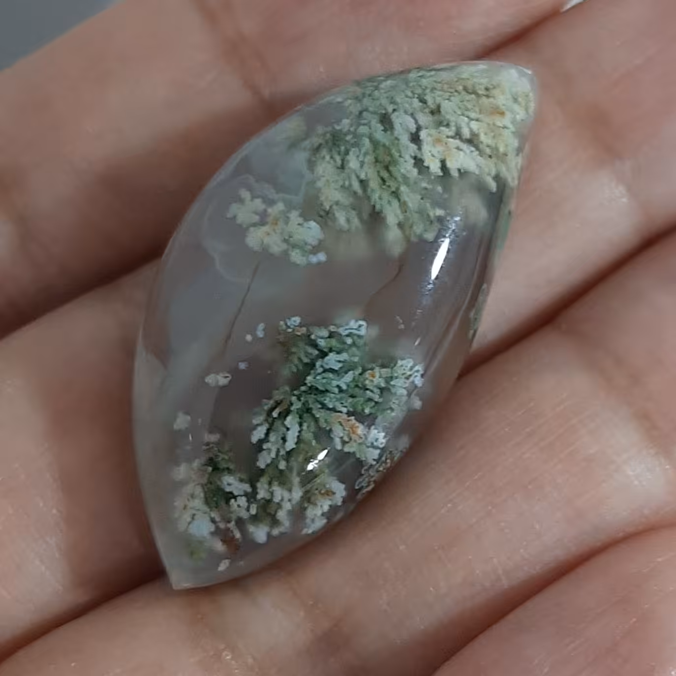 نگین شجر با شکوفه های دوطرفه