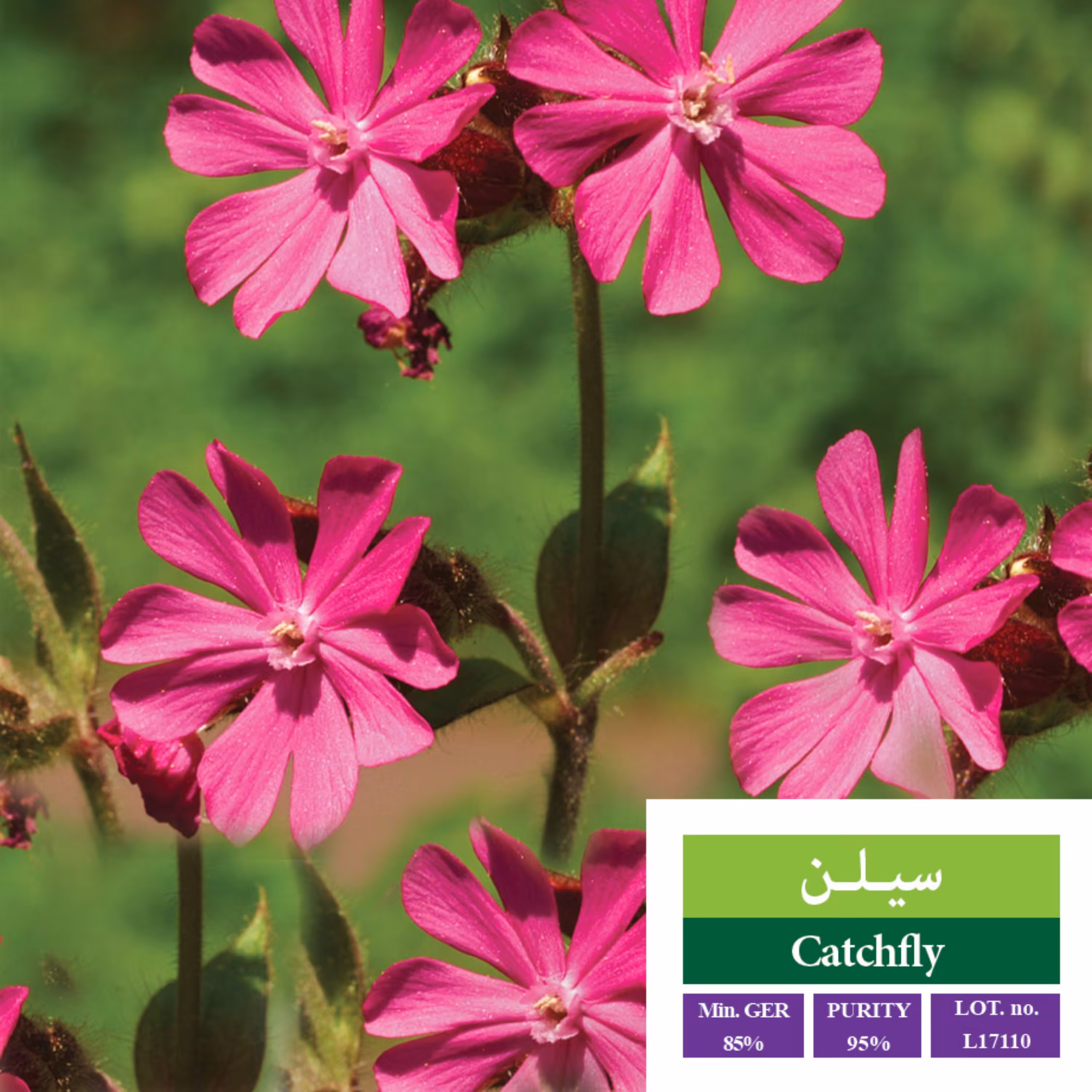 بذر گل سیلن بذر طلایی رویان 