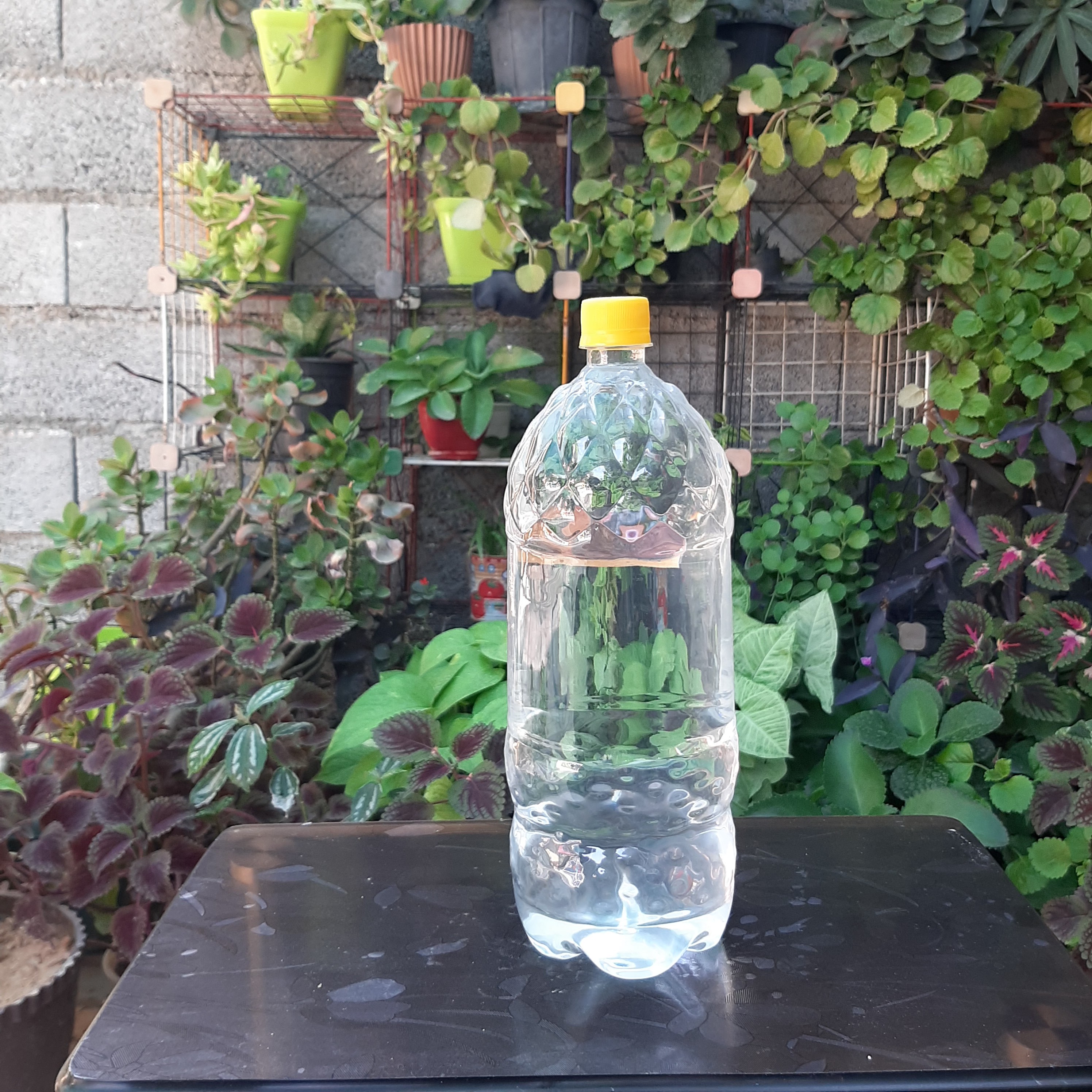 عرق کاسنی ویژه دو آتیشه دو لیتری