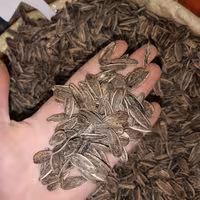 تخمه آفتاب گردان خارجی  یک کیلویی با طعم لیمو