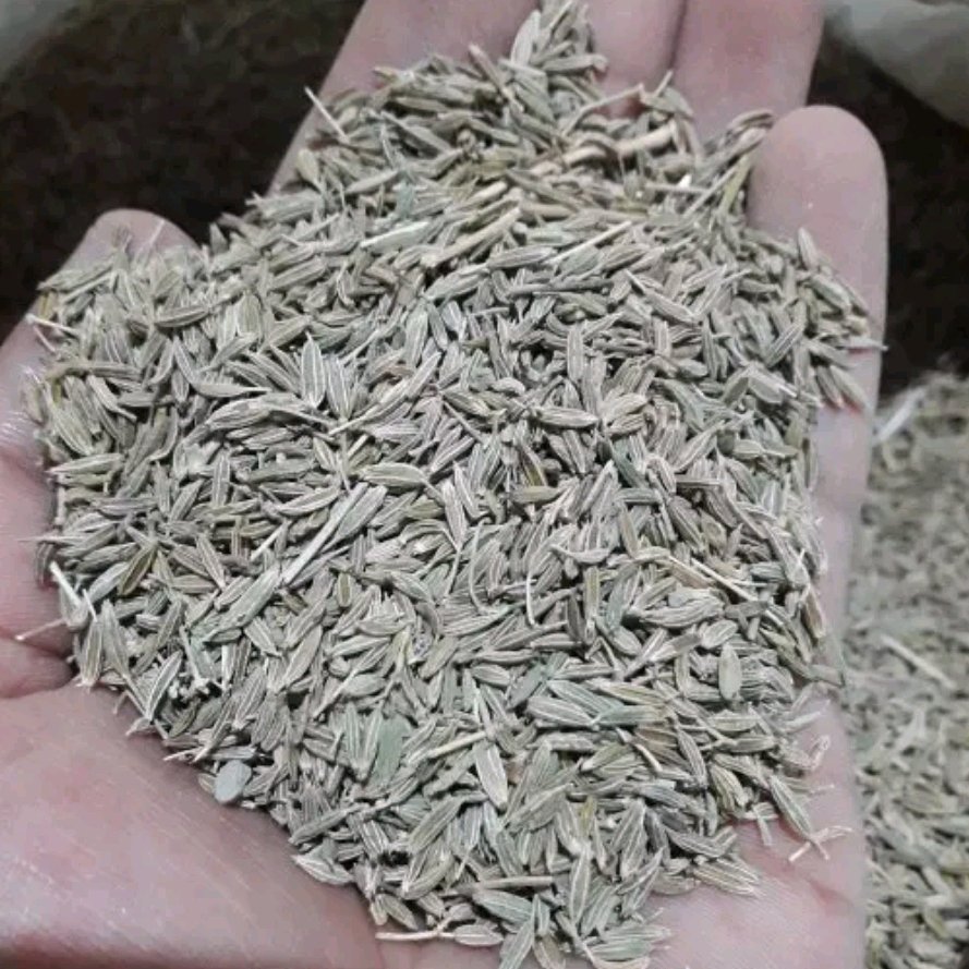 زیره سبز تمیز50 گرم از سر خرمن بسته بندی شده 