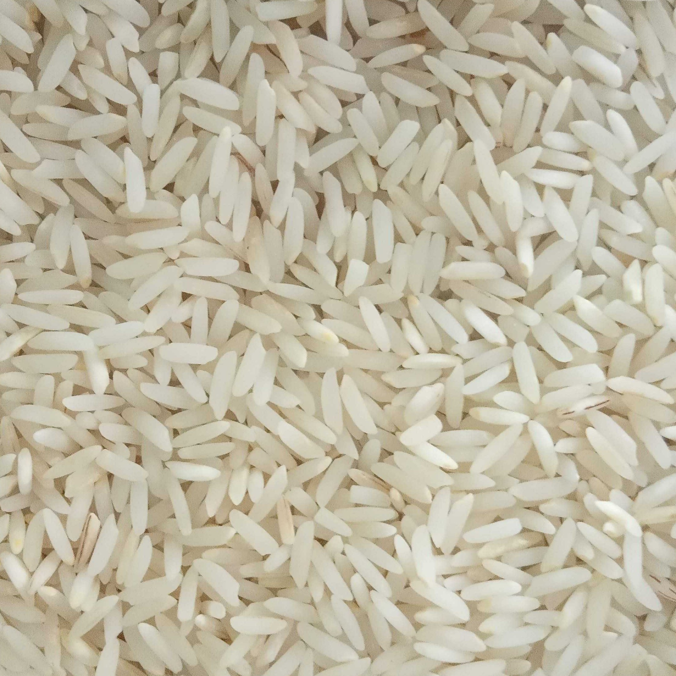 برنج طارم محلی فریدونکنار امساله (بدون بوجار)با عطروپخت تضمینی دربسته20کیلویی