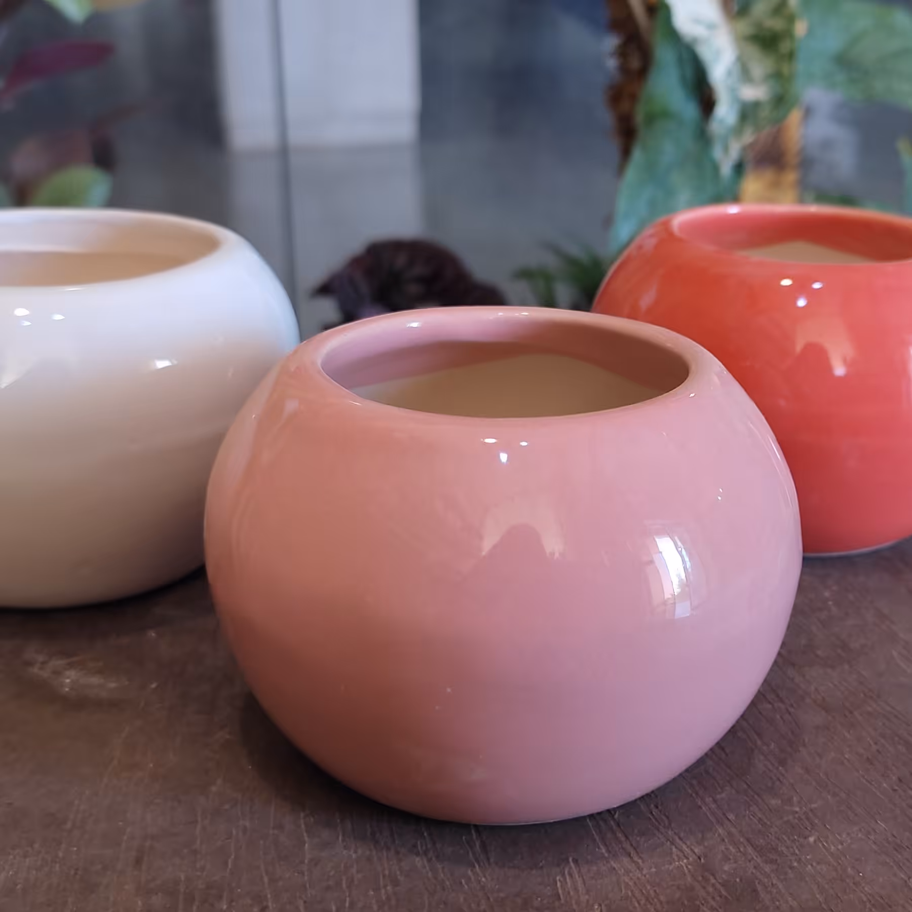 پک سه تایی گلدان کاکتوس