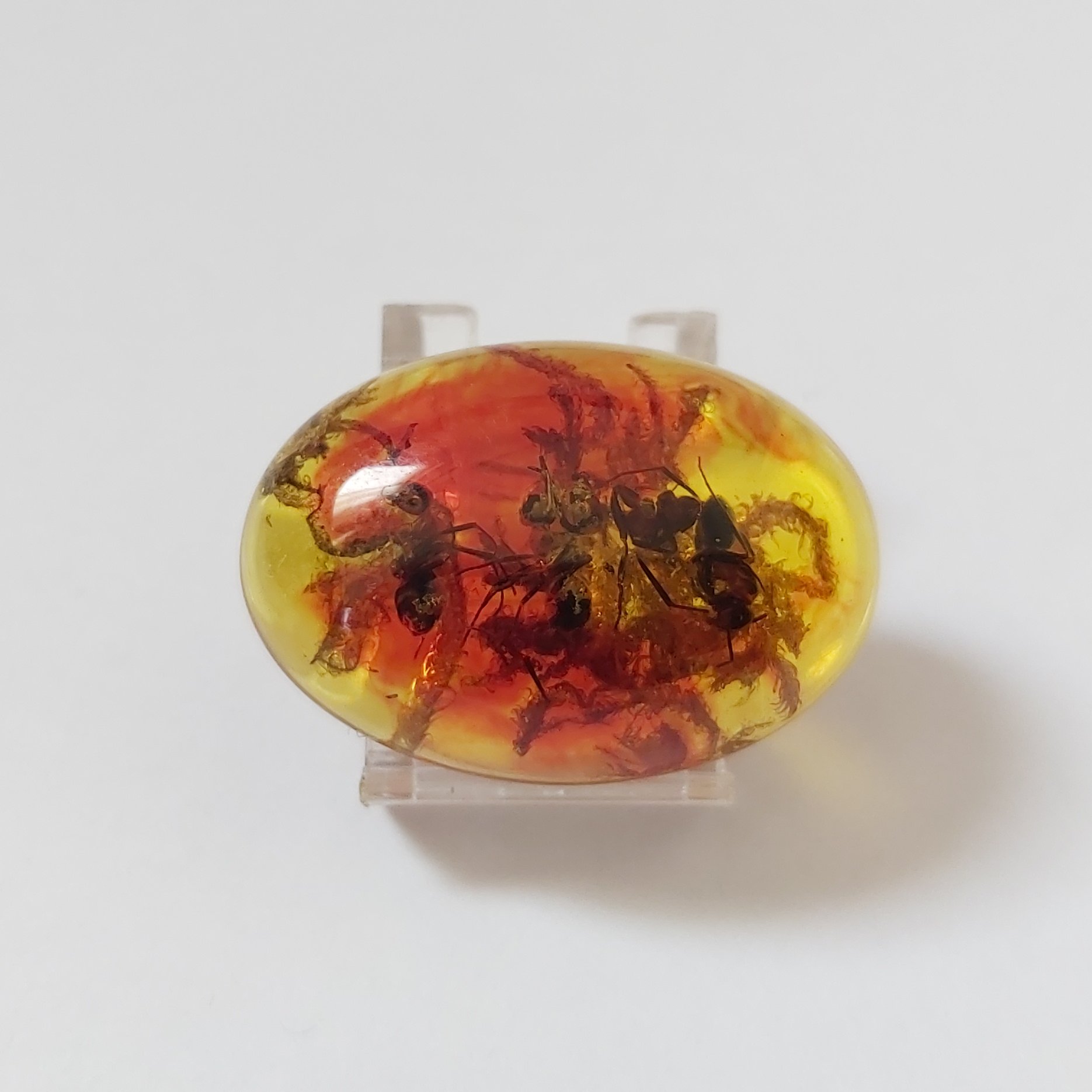 نگین حشره دار زیبا 6