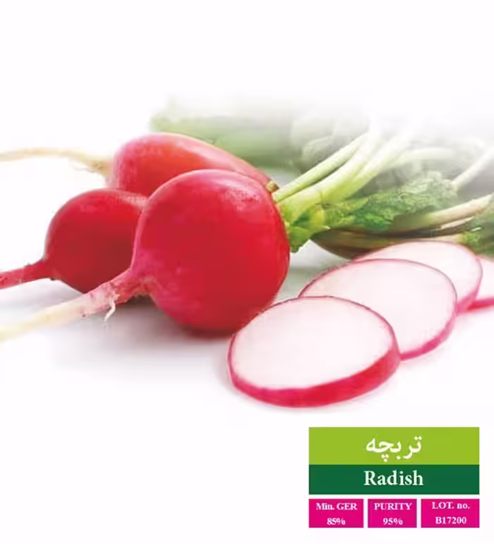 بذر تربچه دانتک - بذر طلایی رویان