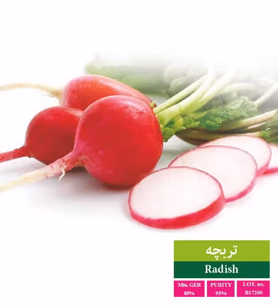 بذر تربچه دانتک - بذر طلایی رویان